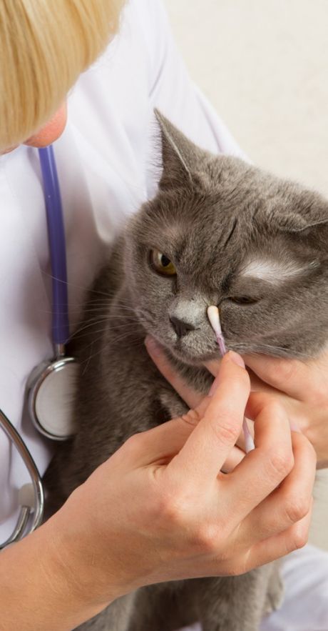 Katzen-Krankenversicherung